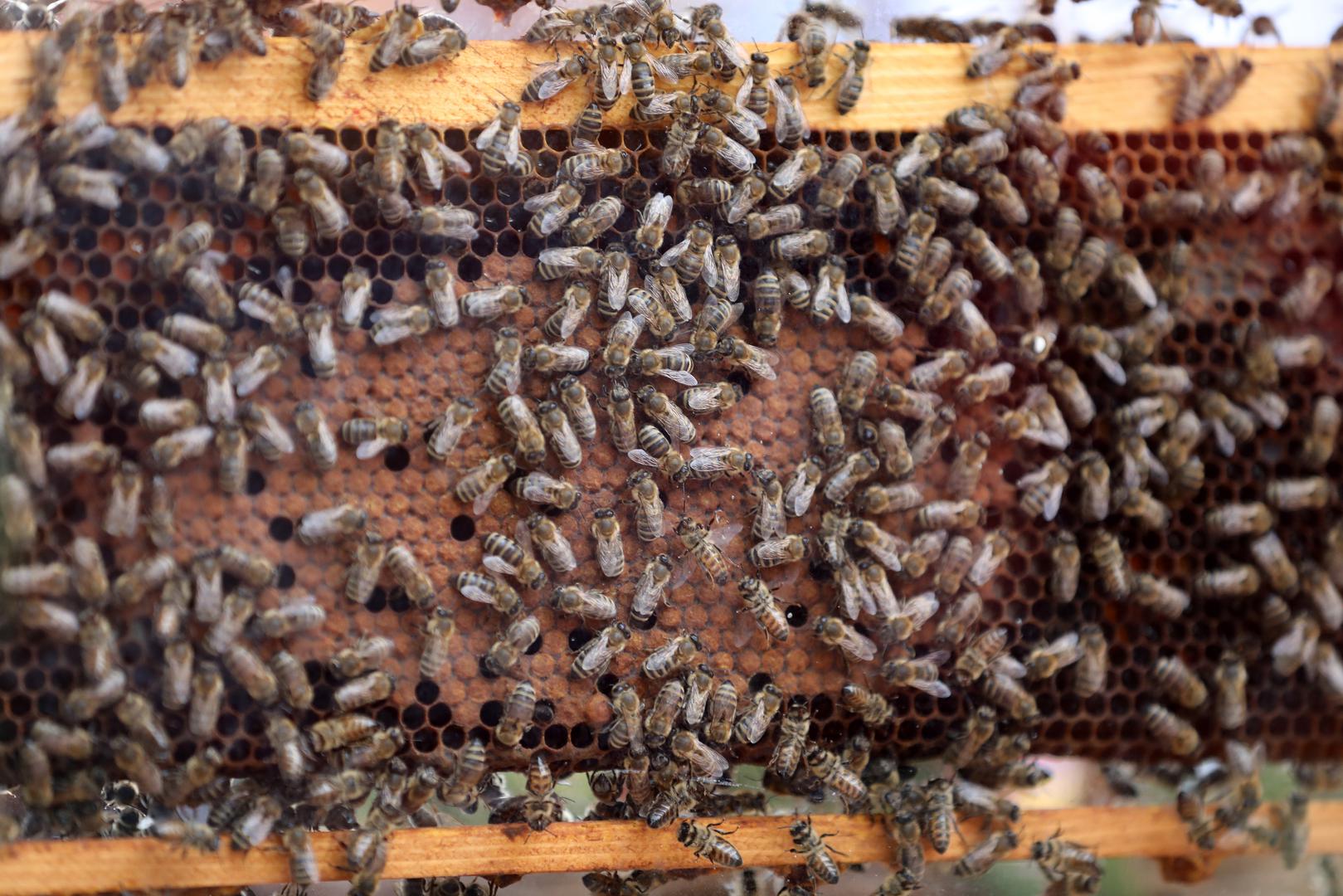 40. Goranski medun - med koji proizvode autohtone sive pčele od medne rose, slatkog soka koji proizvode kukci.