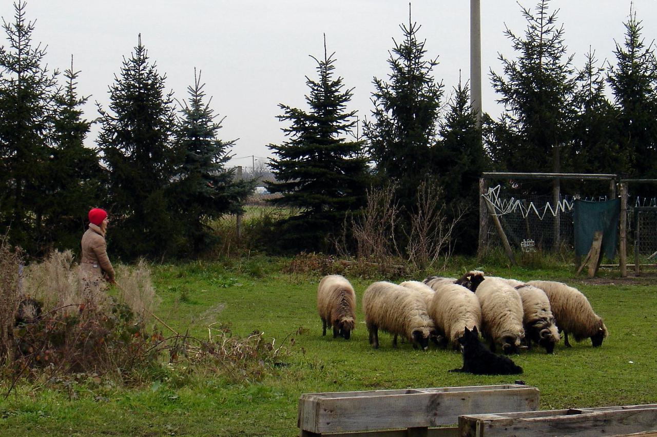 Hrvatski ovčari