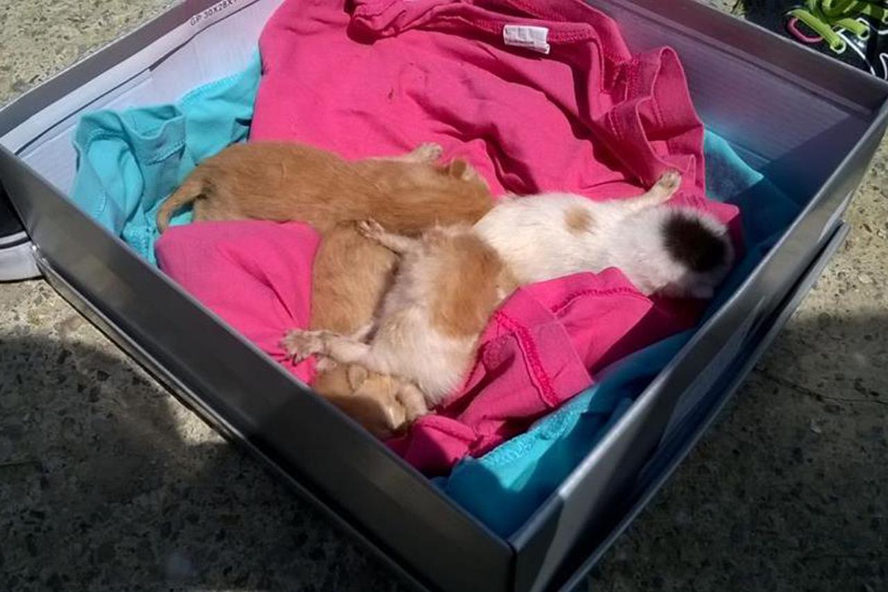 Mace iz kontejnera