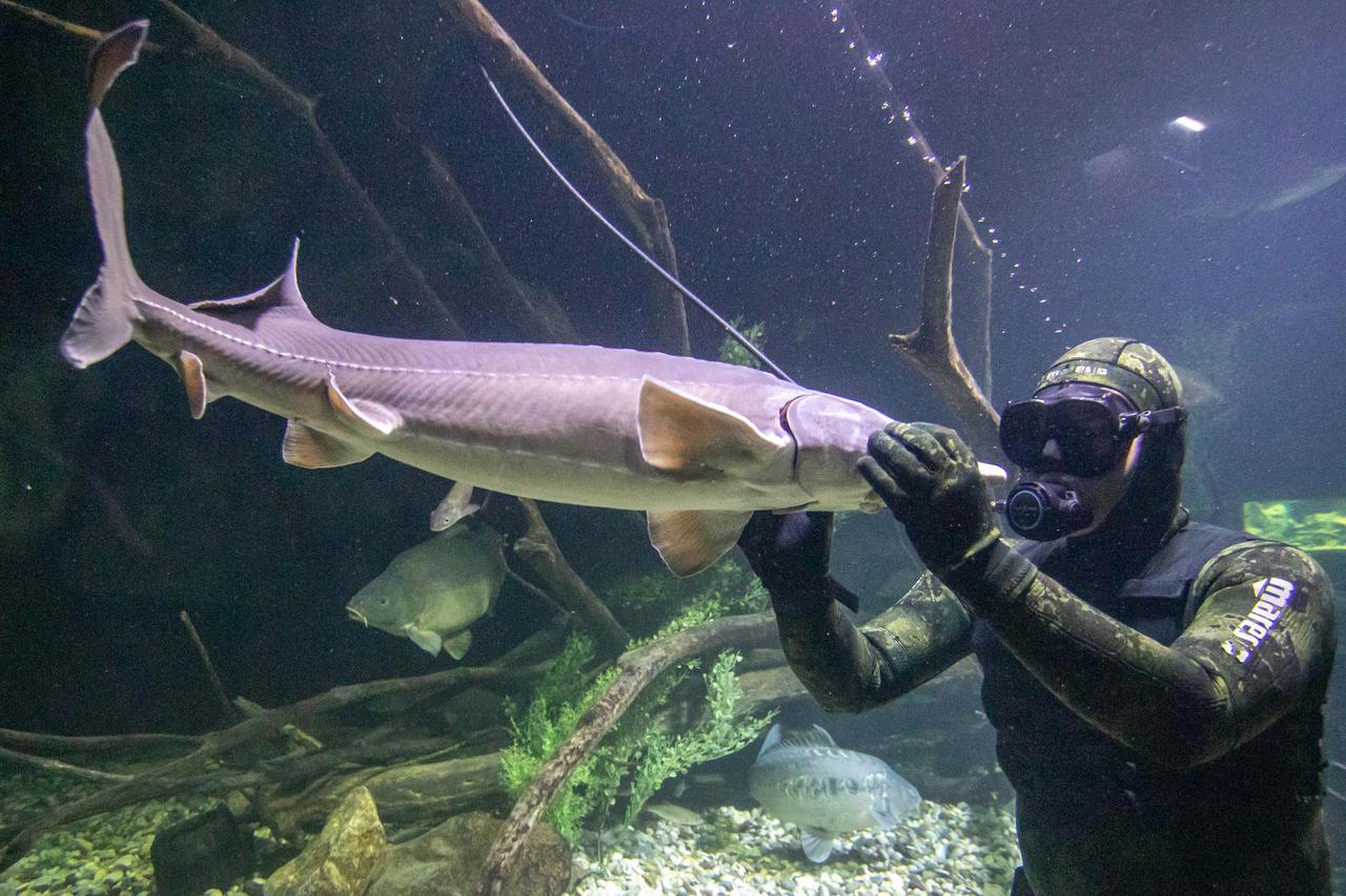 Marin je 'šaptač ribama', dok čisti veliki akvarij u Karlovcu jesetra se mazi i jede mu iz ruke