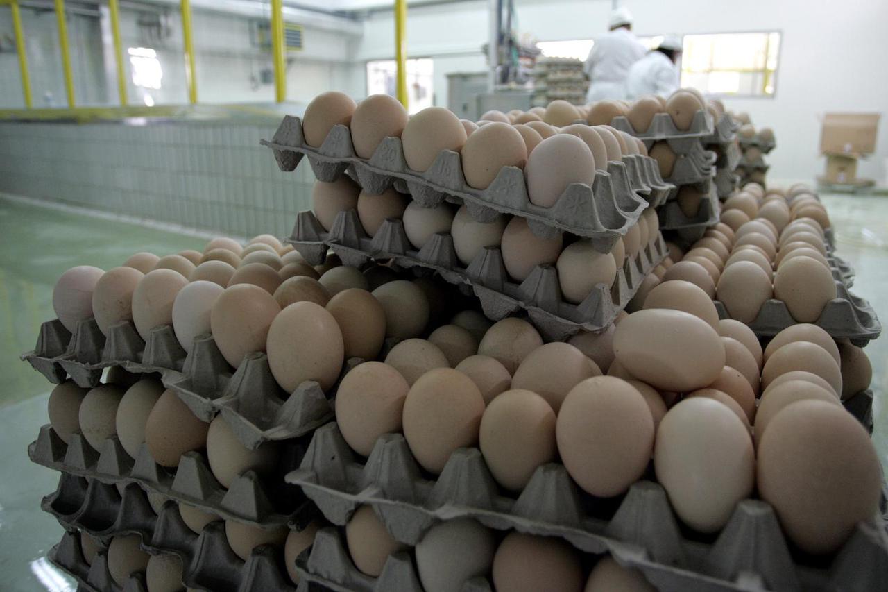 Zlatar Bistrica: Elcon najsuvremenijom tehnologijom prera?uje kokošja jaja