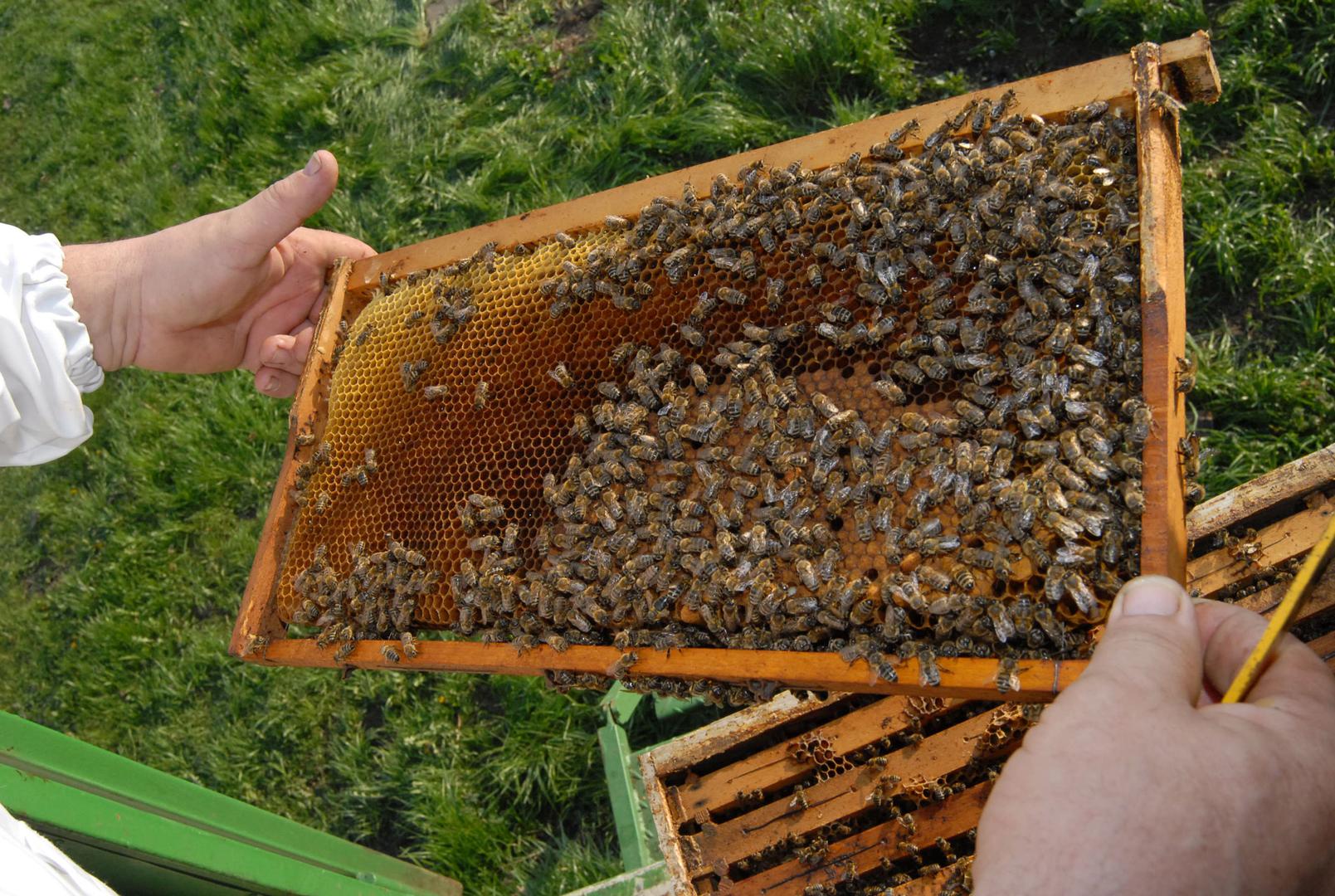 20. Slavonski med - med koji proizvode autohtone sive pčele. Prema načinu proizvodnje može biti u saću i vrcani, a prema vrstama može biti od bagrema, lipe, uljane repice, kestena, suncokreta, cvjetni ili medun hrasta sladuna.