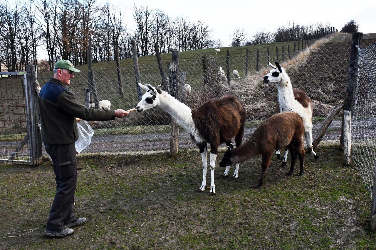 Golobrdci: Darko Zovko bavi se uzgojem južnoameričkih ljama
