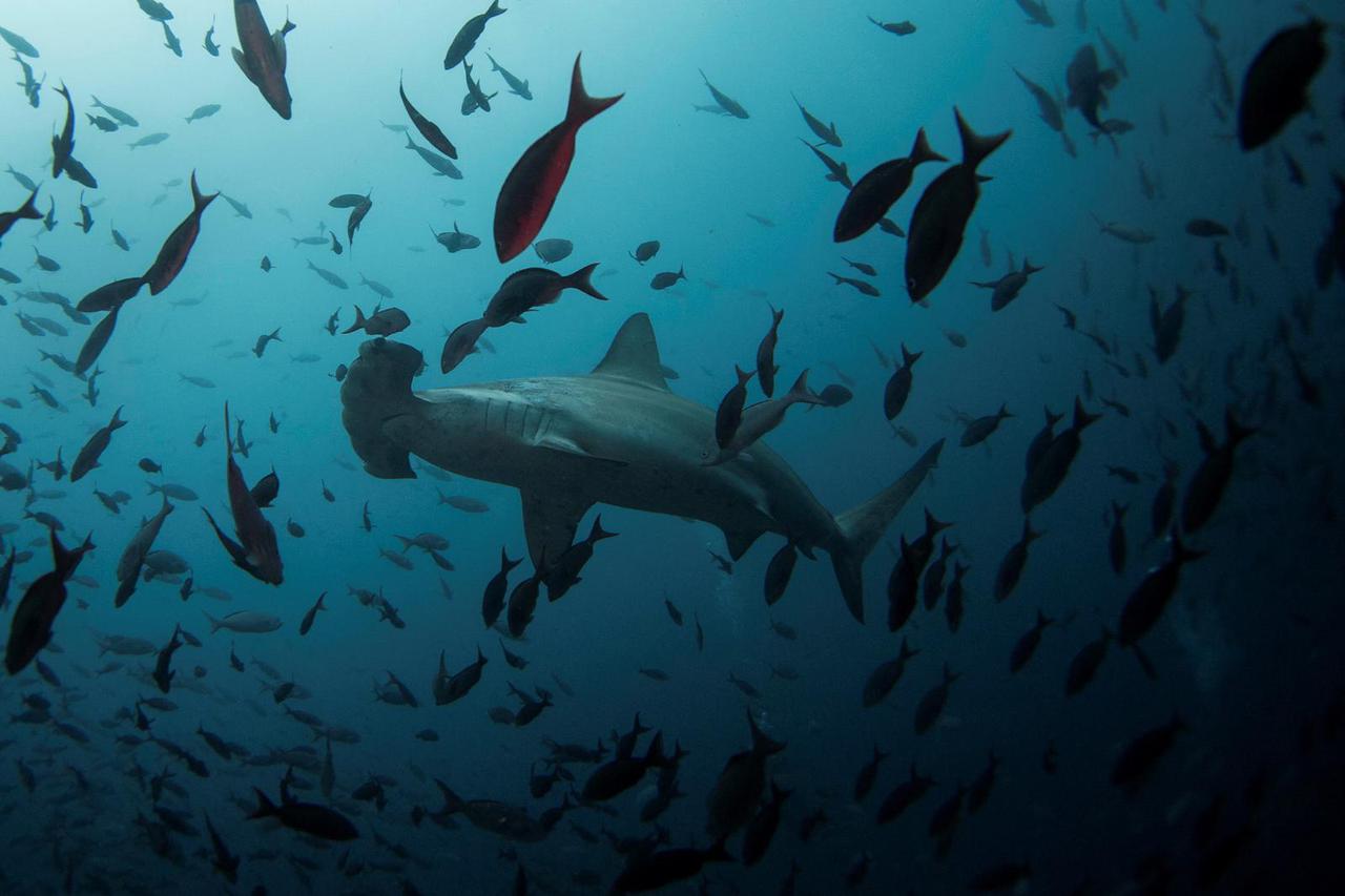 FILE PHOTO: A hammerhead shark swims close to Wolf Island at Galapagos Marine Reserve