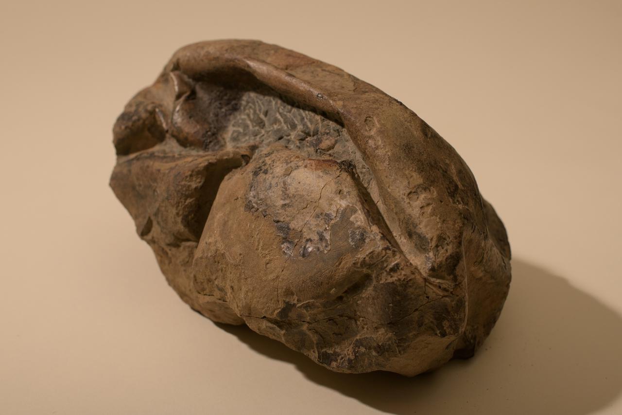 General view of a fossil egg of a marine reptile found in Antarctica