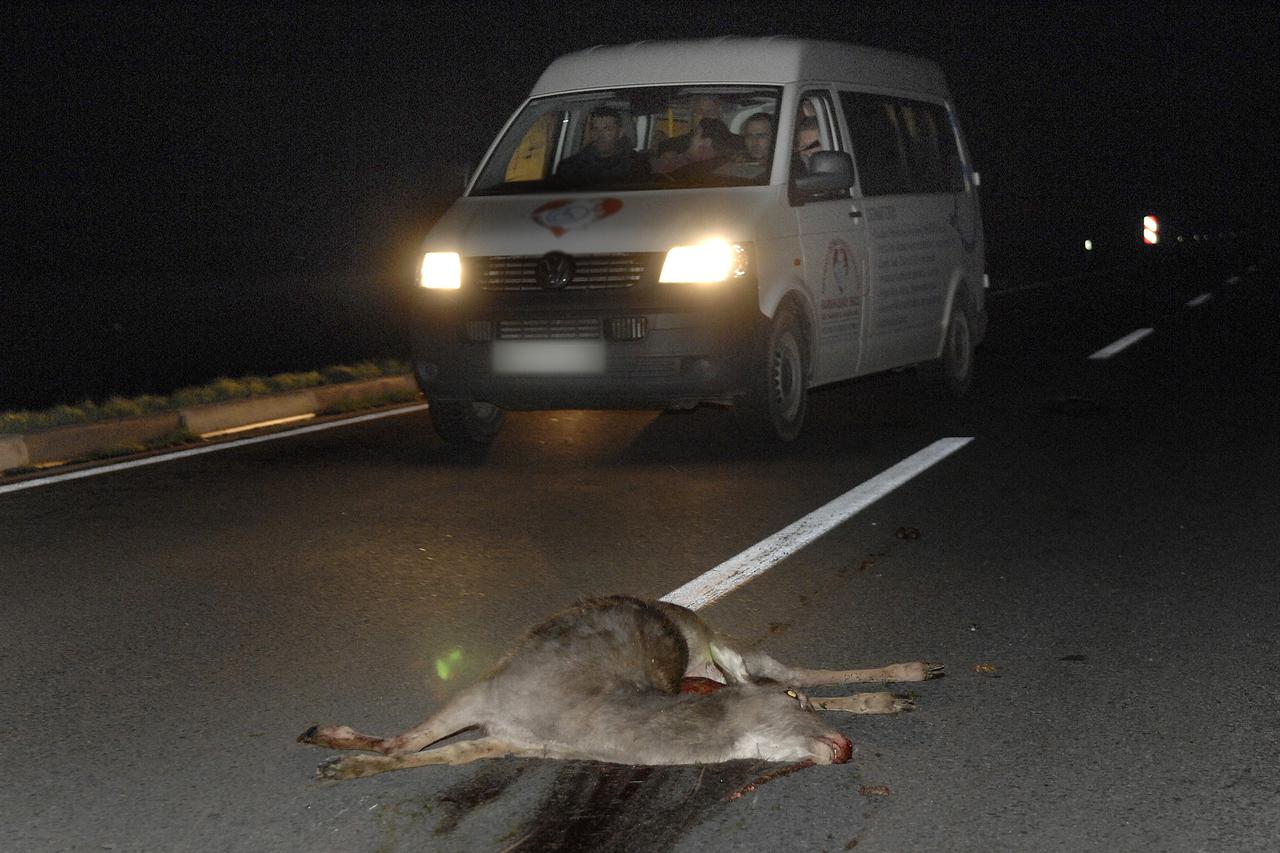 13.12.2009., Osijek - Nakon prelaska Novog mosta na cesti prema Dardi i Baranji osobni automobil naletio je na srnu koja je prelazila cestu i ubio je. 