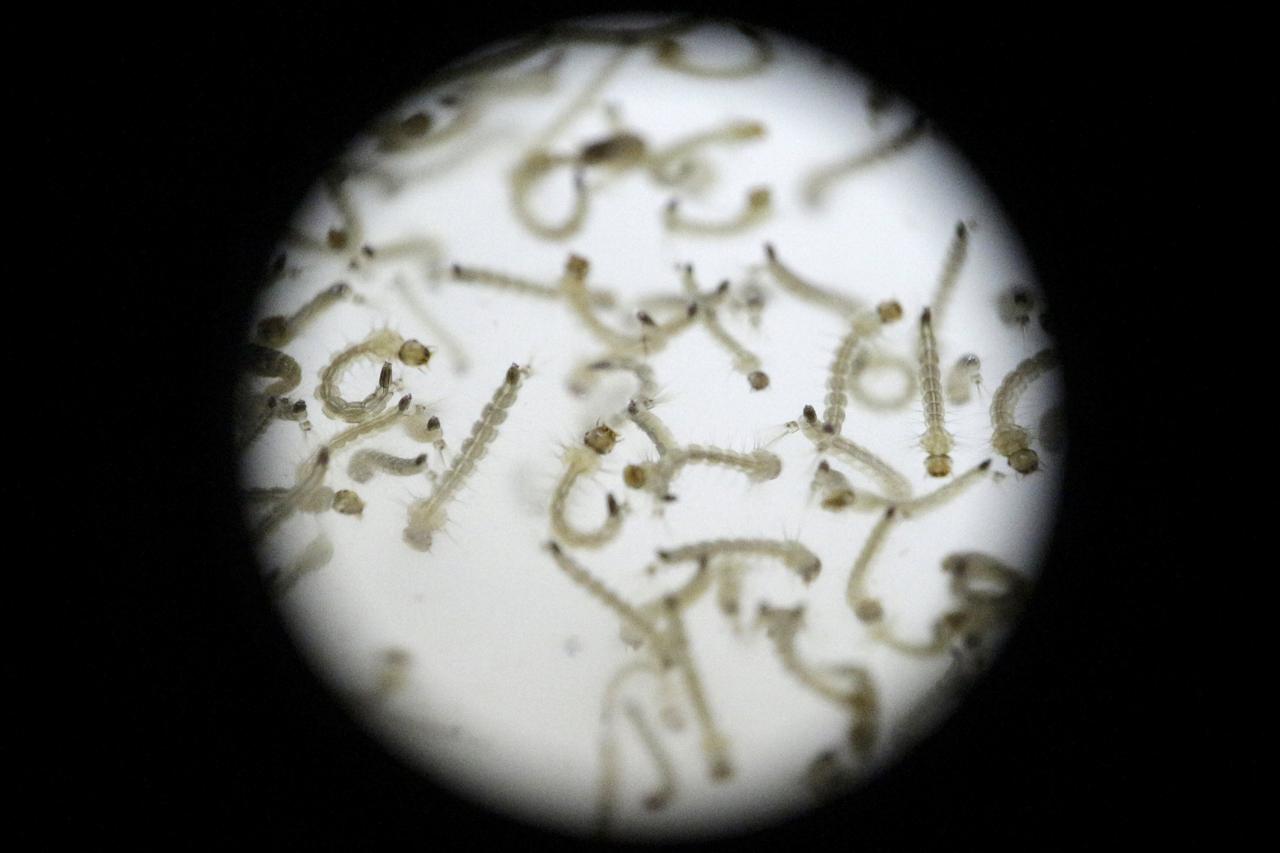 Larvae of Aedes aegypti mosquito is seen in a research area to help prevent the spread of Zika virus and other mosquito-borne diseases, at the entomology department of the Minister of Public Health, in Guatemala City, Guatemala January 28, 2016. REUTERS/J