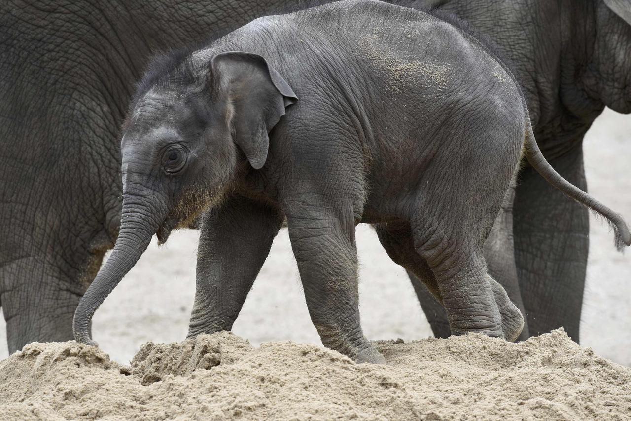 Four-week-old elephant Anjuli plays in the sand in Hagenbeck Zoo in Hamburg, northern Germany August  12, 2015. REUTERS/Fabian Bimmer