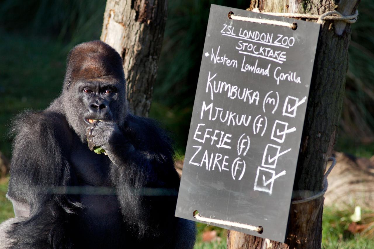 Annual stock-take at ZSL London Zoo, Regents Park. Kumbuka ponders a sign in the Gorilla enclosure that lists the animals present. He then untied it from the tree and played with the rope. Credit: The Times. Online rights must be cleared by News Syndicati