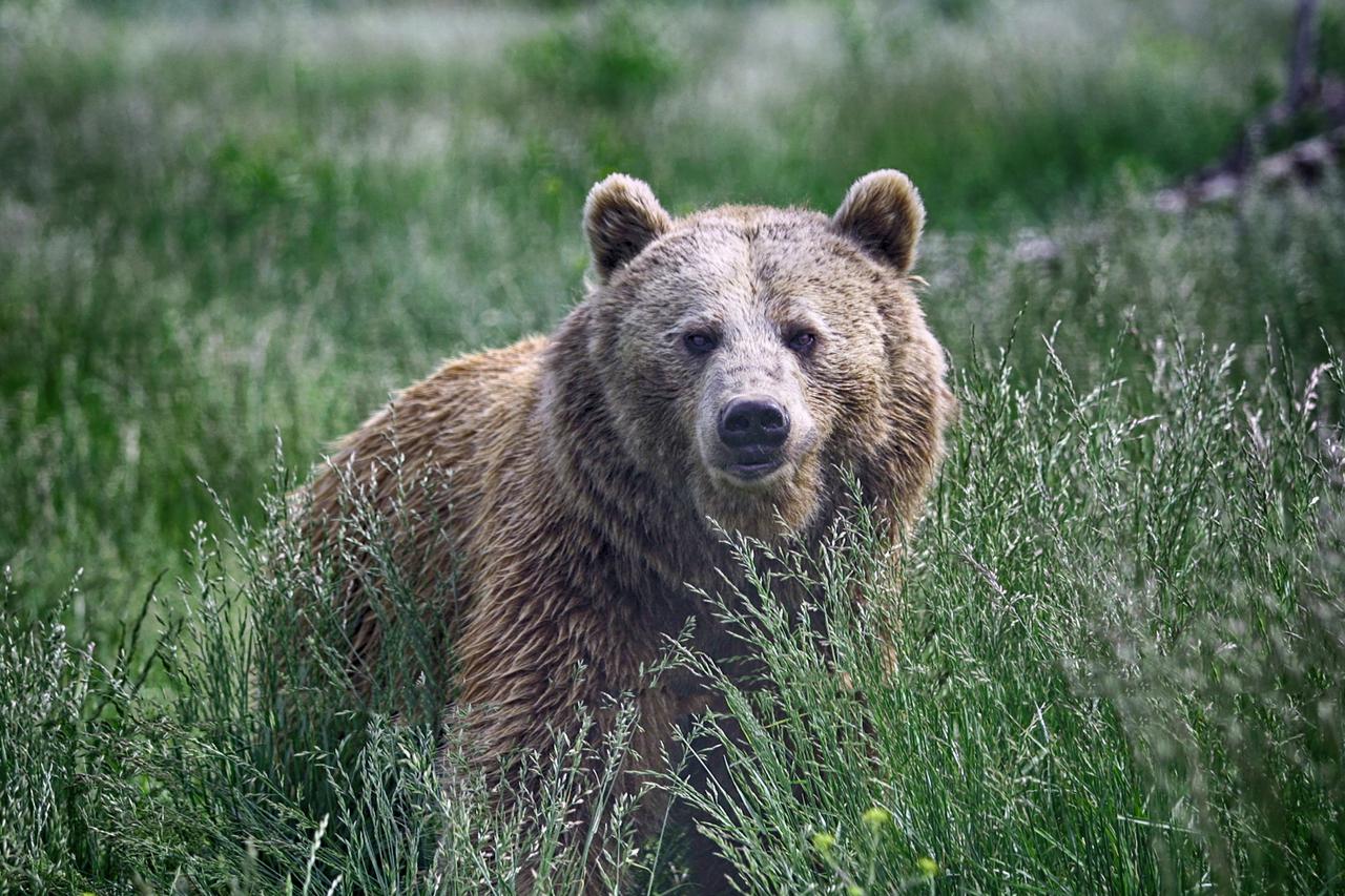 grizli medvjed