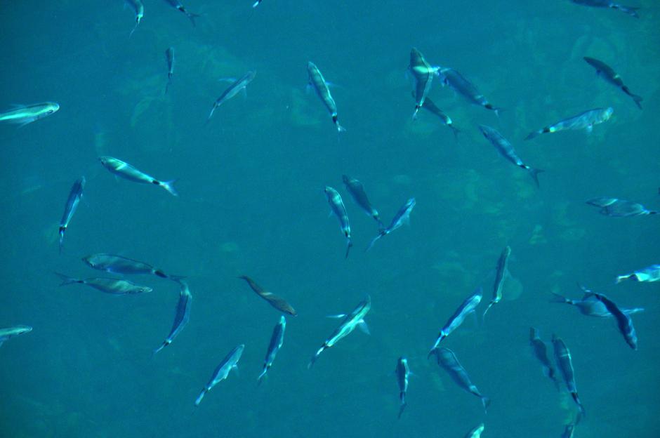 Pula: Bistro Jadaransko more raj je za ribice