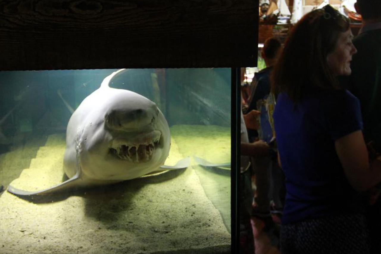 U Vranjicu otvoren najveći akvarij u Hrvatskoj