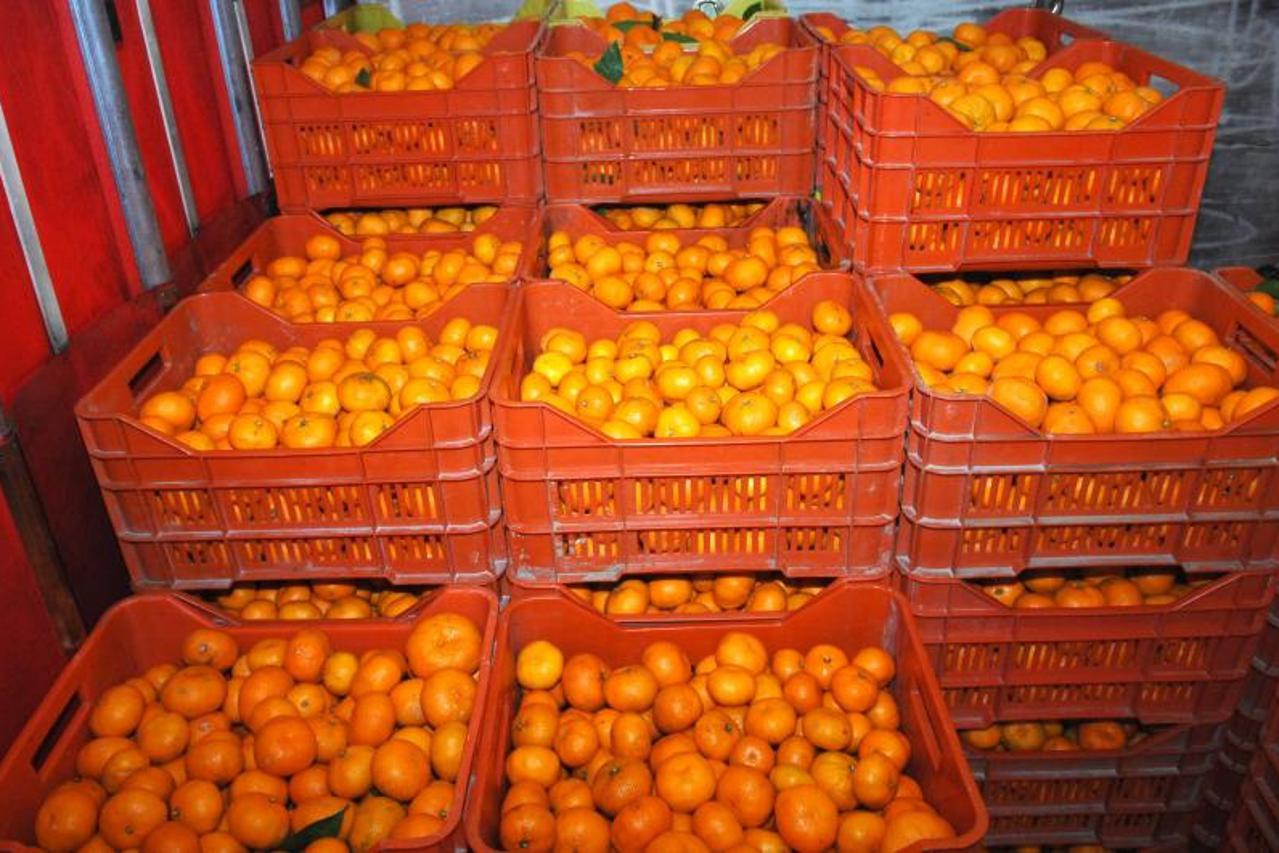 Mandarine u Bjelovaru