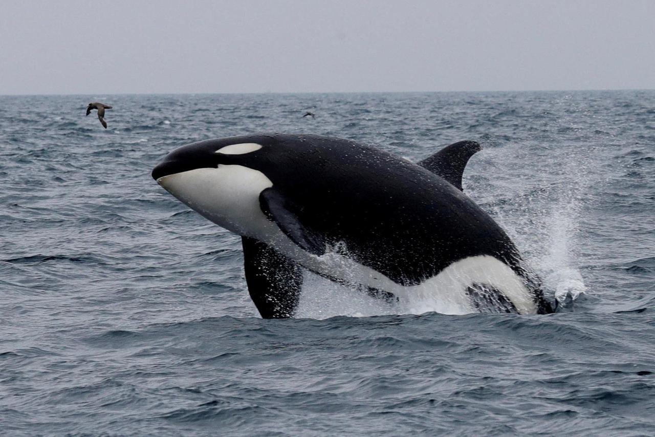 FILE PHOTO: A killer whale jumps out of the water in the sea near Rausu