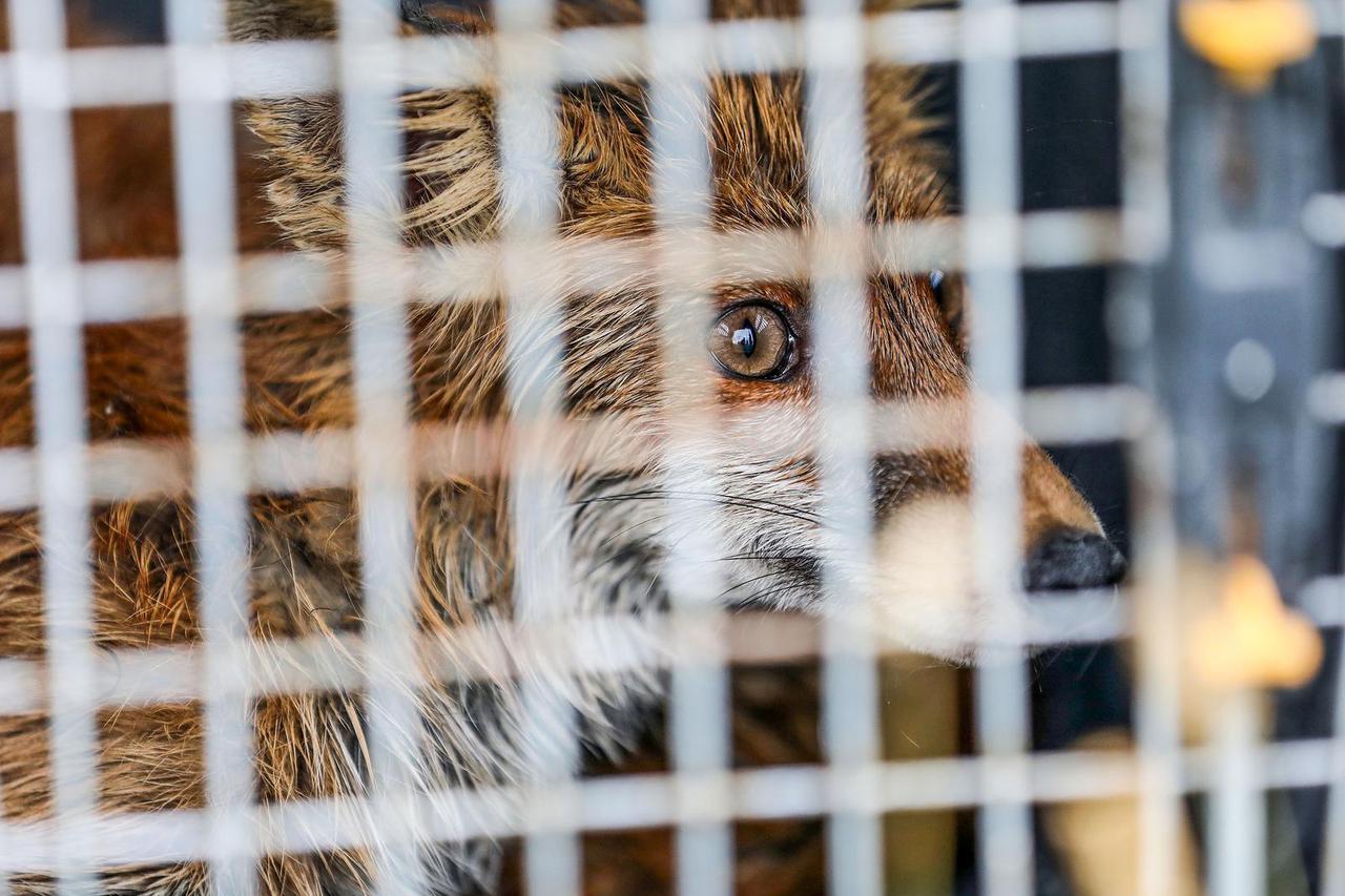 Zagreb: Lisica koja je prošli tjedan pronađena  u bazenu s otpadnim uljem puštena je na slobodu 