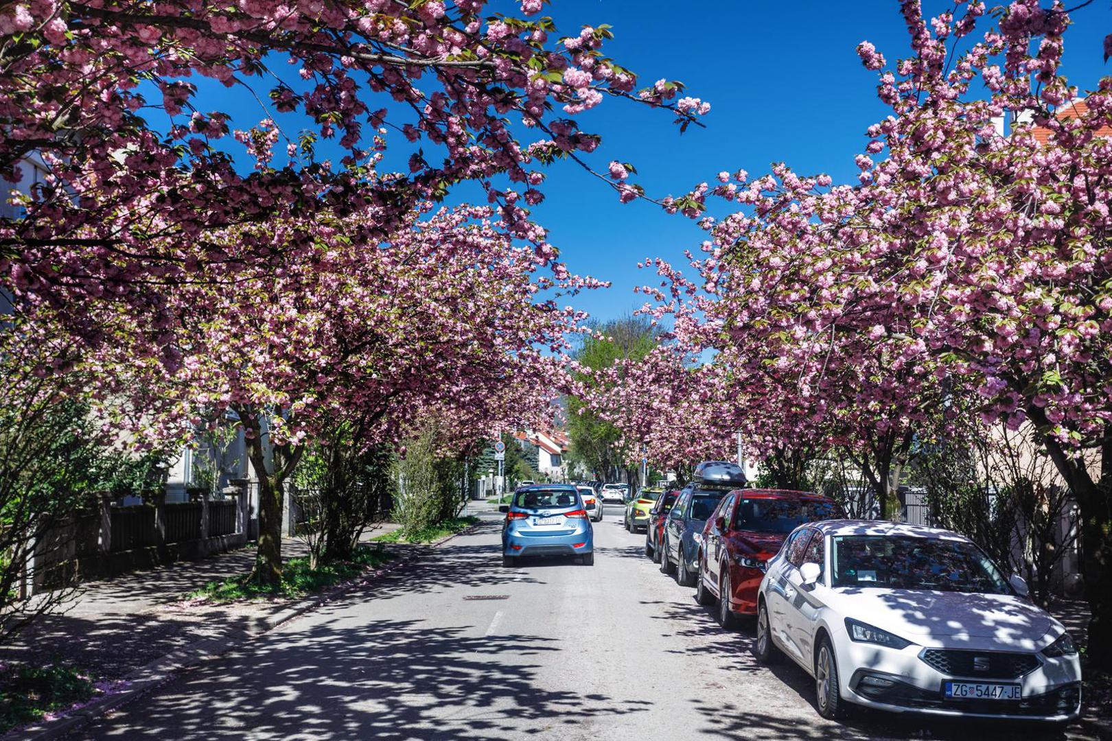 Šulekova ulica na zagrebačkom Maksimiru, mirna je proljetna oaza metropole posebice sada u travnju kada je drveće i cvijeće u njoj u punom cvatu.