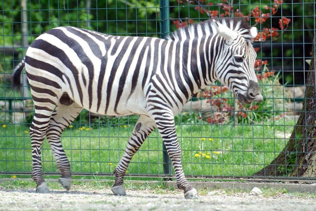 Zebra u zagrebačkom ZOO-u