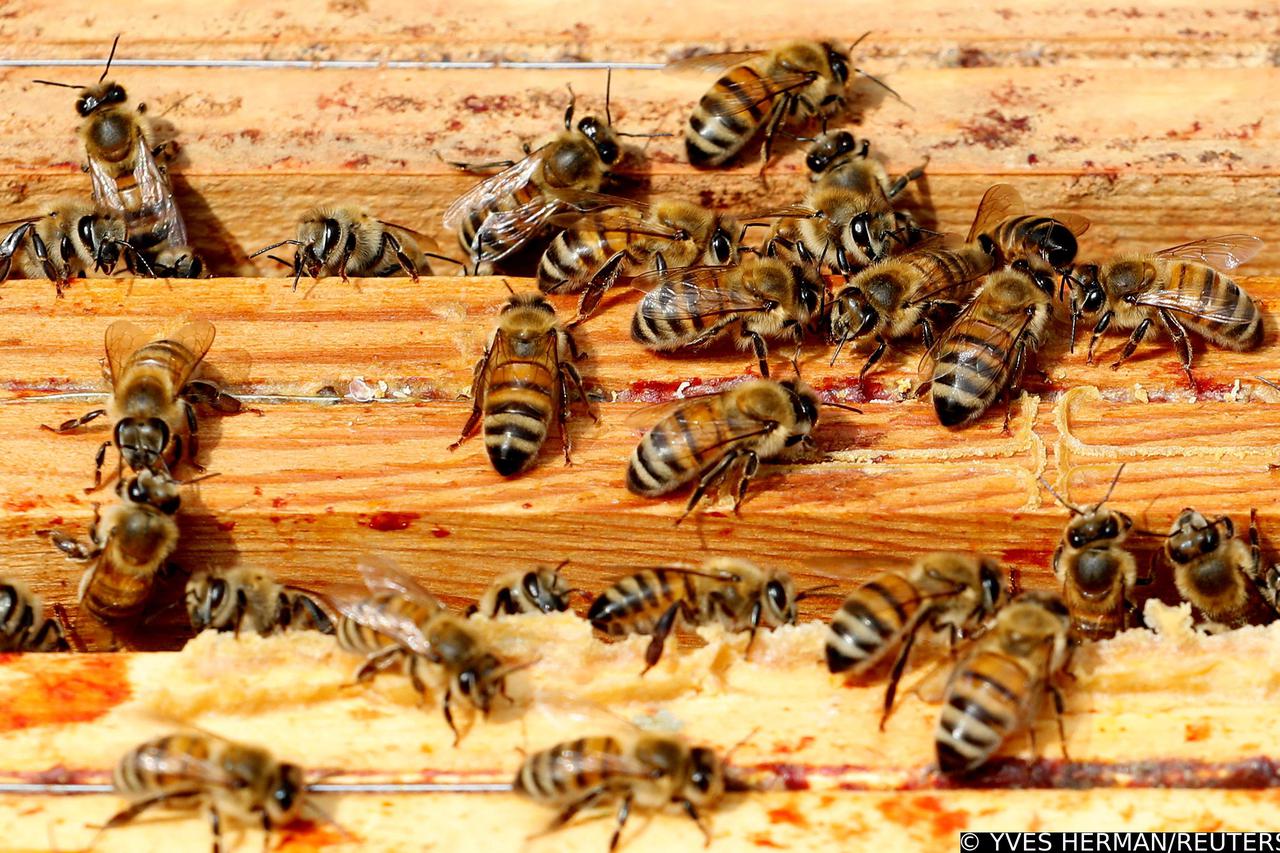Bees are seen on frames of a beehive in Denee