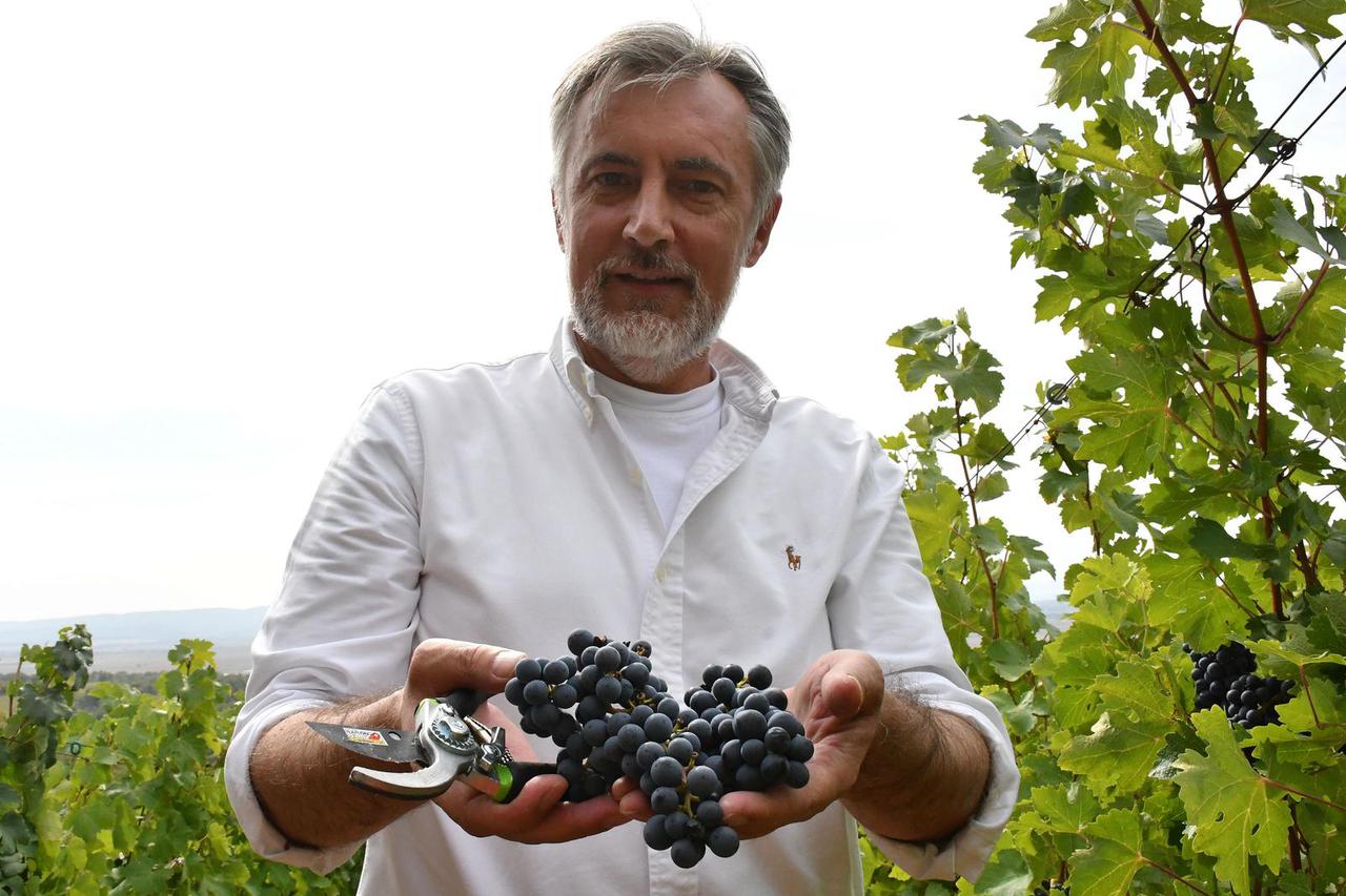 Kutjevo: Berba grožđa u vinogradu saborskog zastupnika Mirosalva Škore