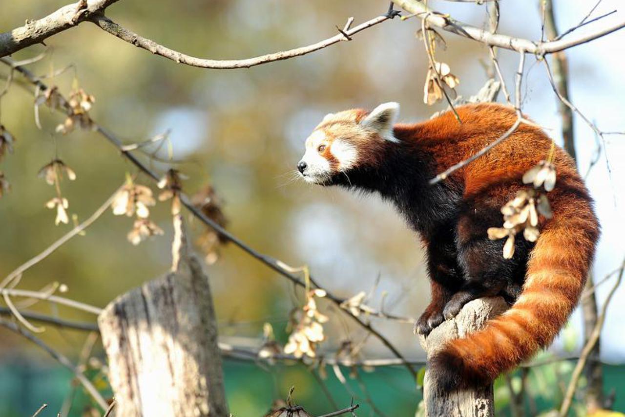 Crvena panda (1)