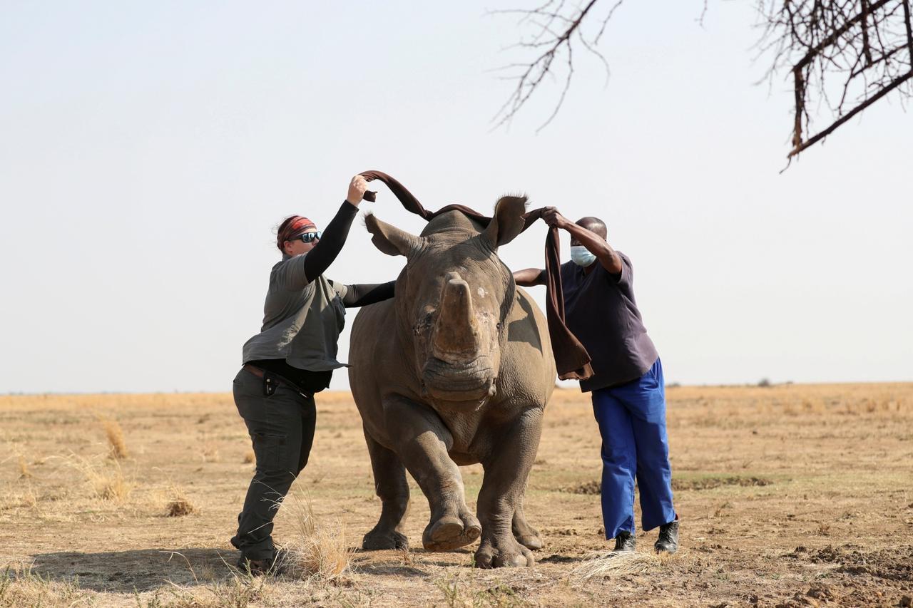 S.Africa's rhino ranch keep poachers away, but at a cost