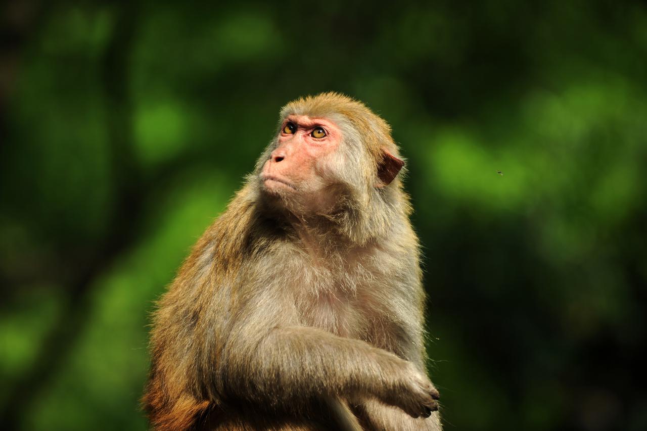 Kina: Život makaki majmuna u Qianlingshan Parku