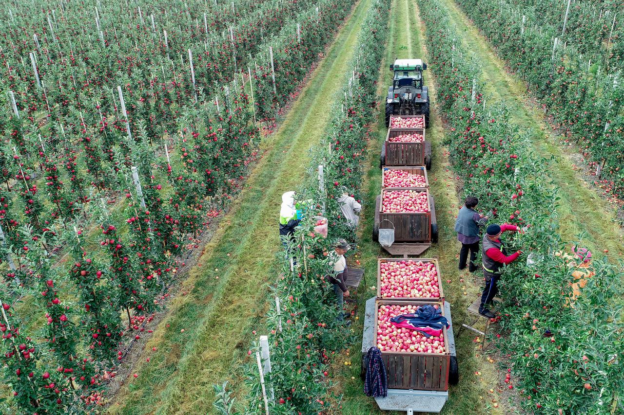 Branje jabuka u Brandenburgu