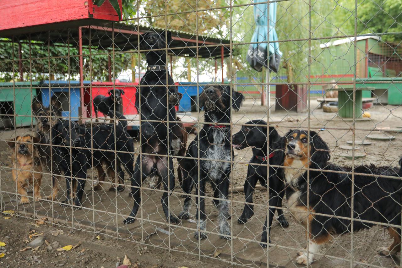 Azil za pse u Osijeku