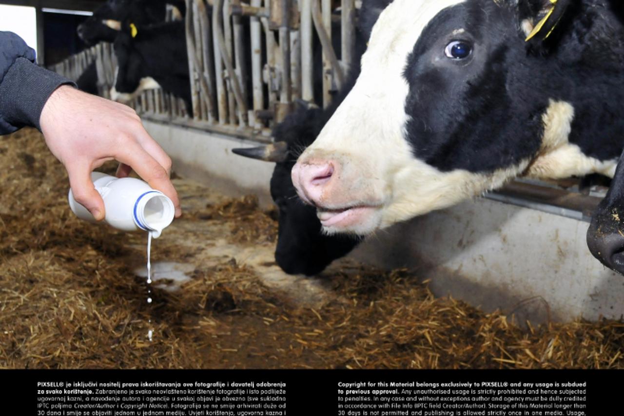 '26.02.2013., Ceric - Na farmi Ivana Mihaljkovica, odakle se vec nekoliko dana ne odvozi mlijeko, iskljucena je struja jer ju vlasnik nema od cega platiti.  Photo: Goran Ferbezar/PIXSELL'