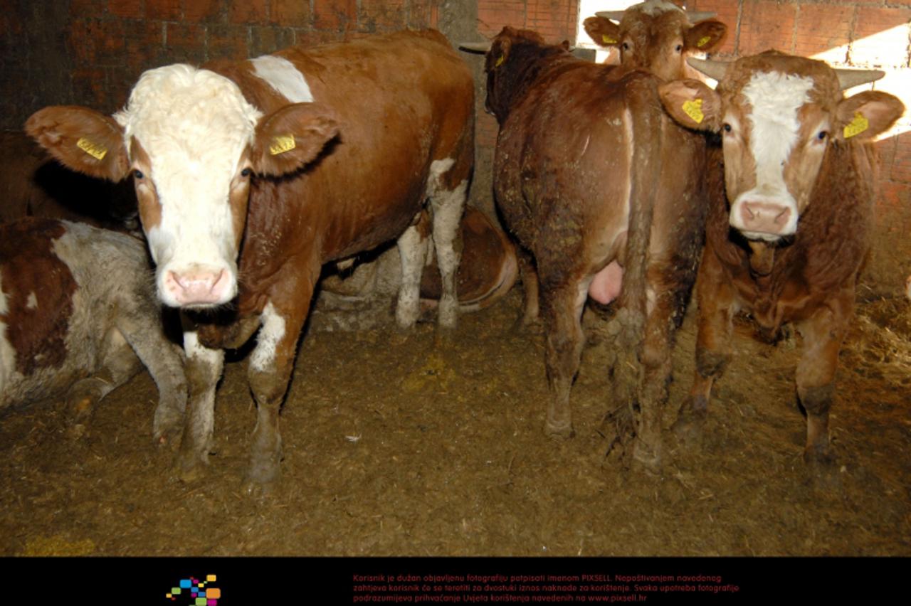 '17.11.2009., Vinkovci - Stjepan Filic, farmer iz Ilace na svojoj farmi za klanje uzgaja trenutno 30 bikova.  Photo: Goran Ferbezar/PIXSELL'