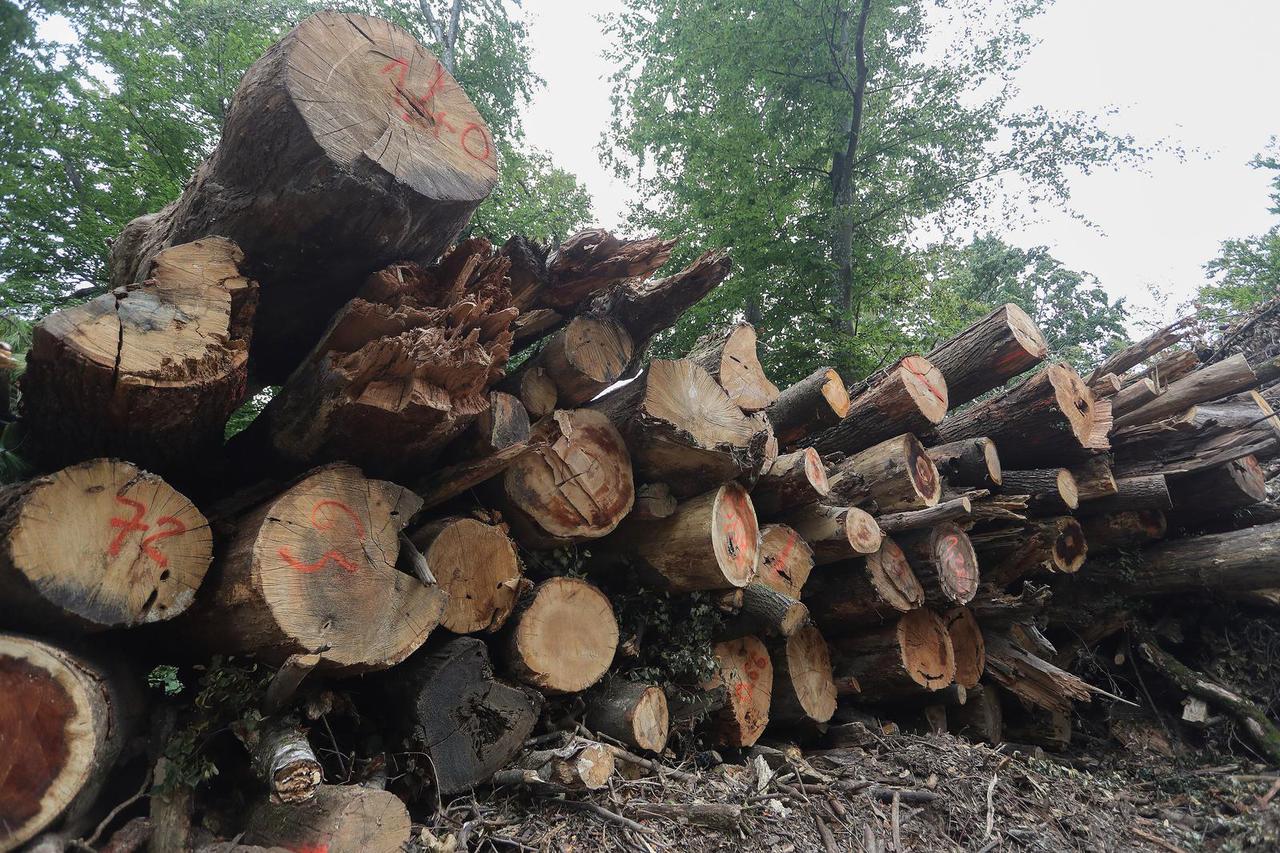 Zagreb: Tijekom izgradnje žičare velik dio šume na Medvednici je posječen
