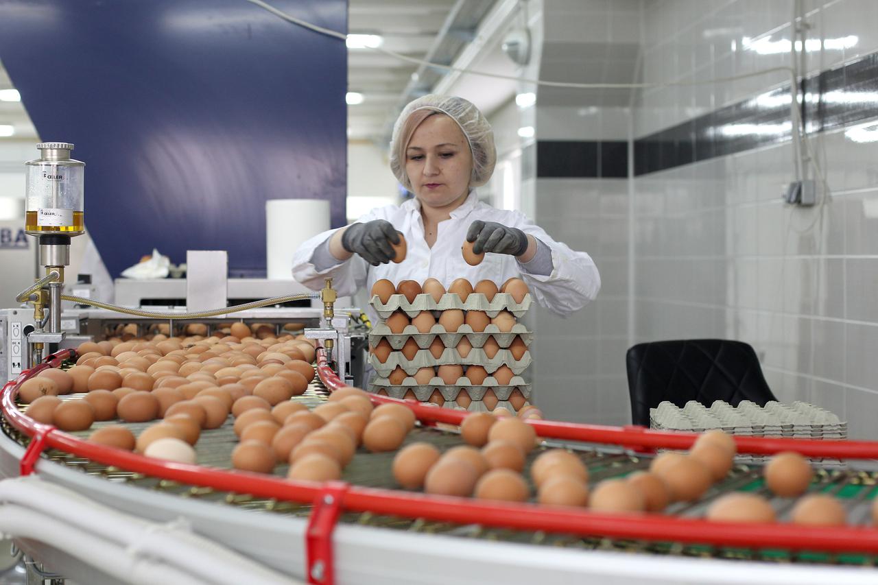 13.04.2017  Ludbreg-Najmodernija farma za proizvodnju jaja 