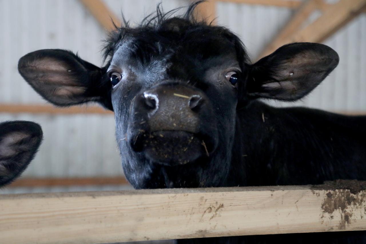Lekenik: Reportaža s Black Bull Rancha, jedine farme u ovom dijelu Europe s certificiranim wagyu govedima
