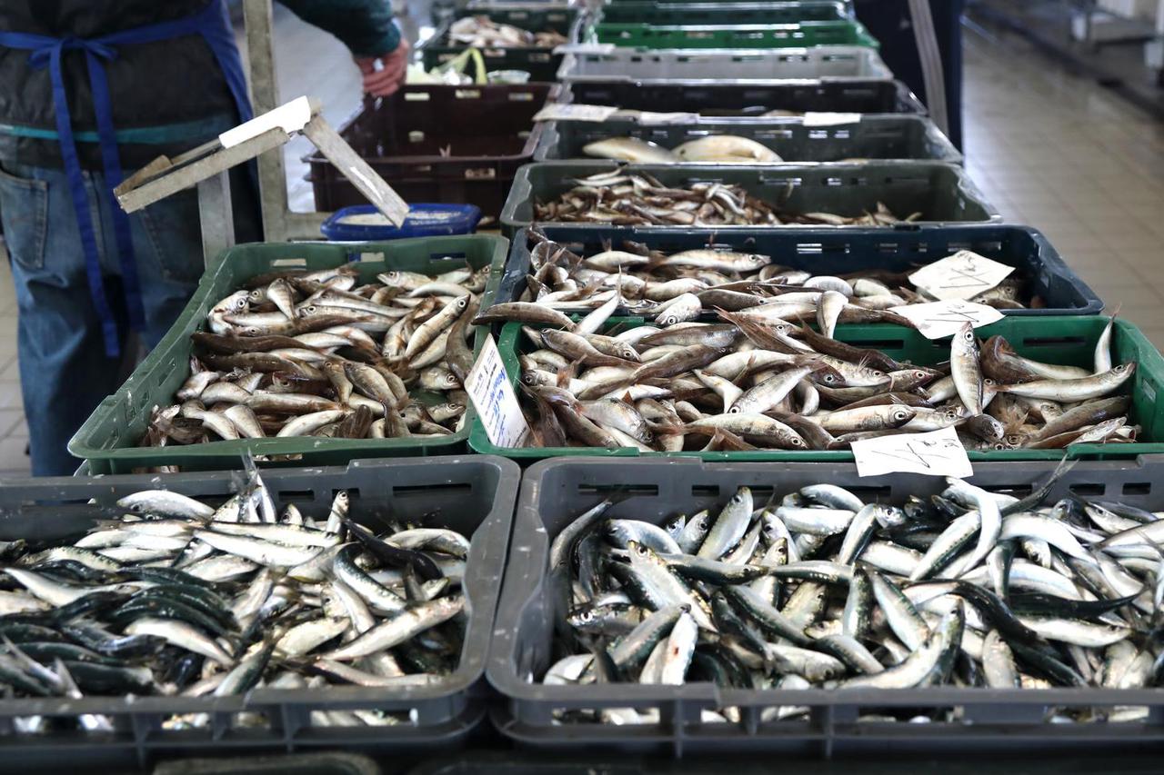 Šibenik: Bogata ponuda ribe na gradskoj tržnici
