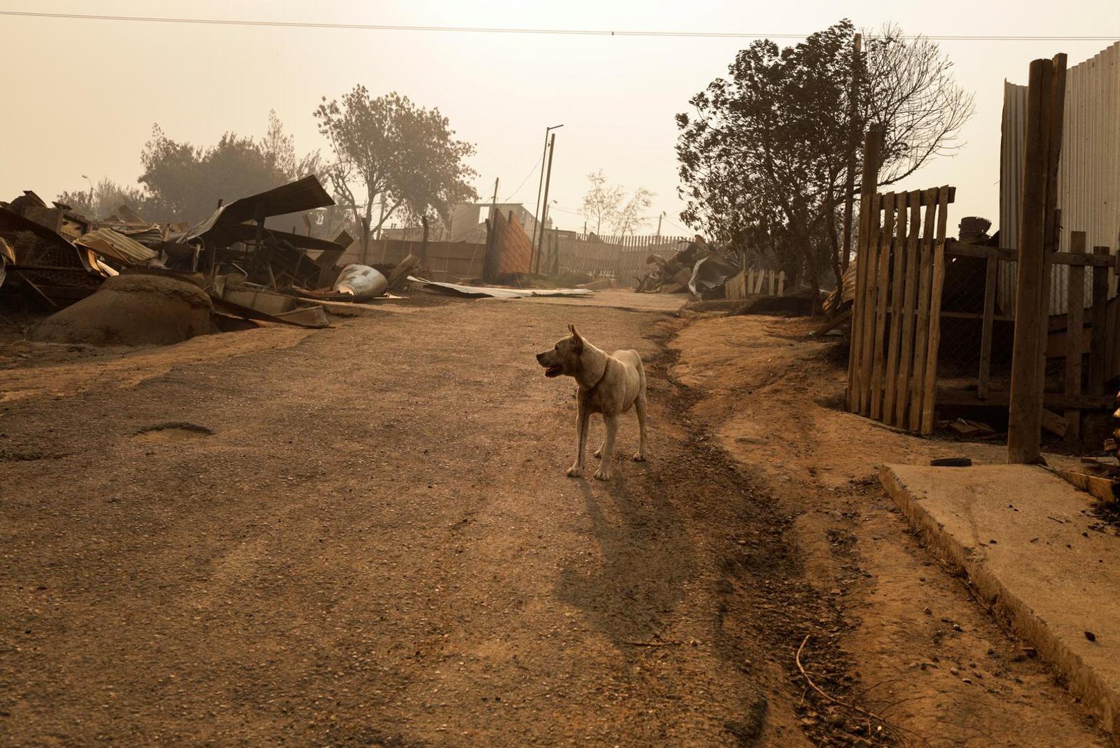 A dog stands near the remains of burnt houses following the spread of wildfires in Vina del Mar, Chile February 3, 2024. REUTERS/Sofia Yanjari Photo: SOFIA YANJARI/REUTERS