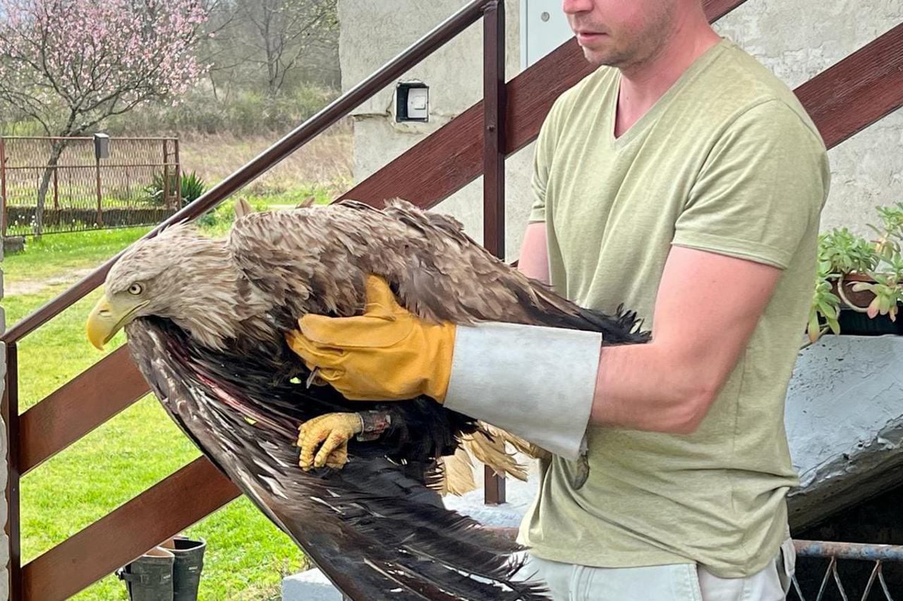 Akcija spašavanja orla