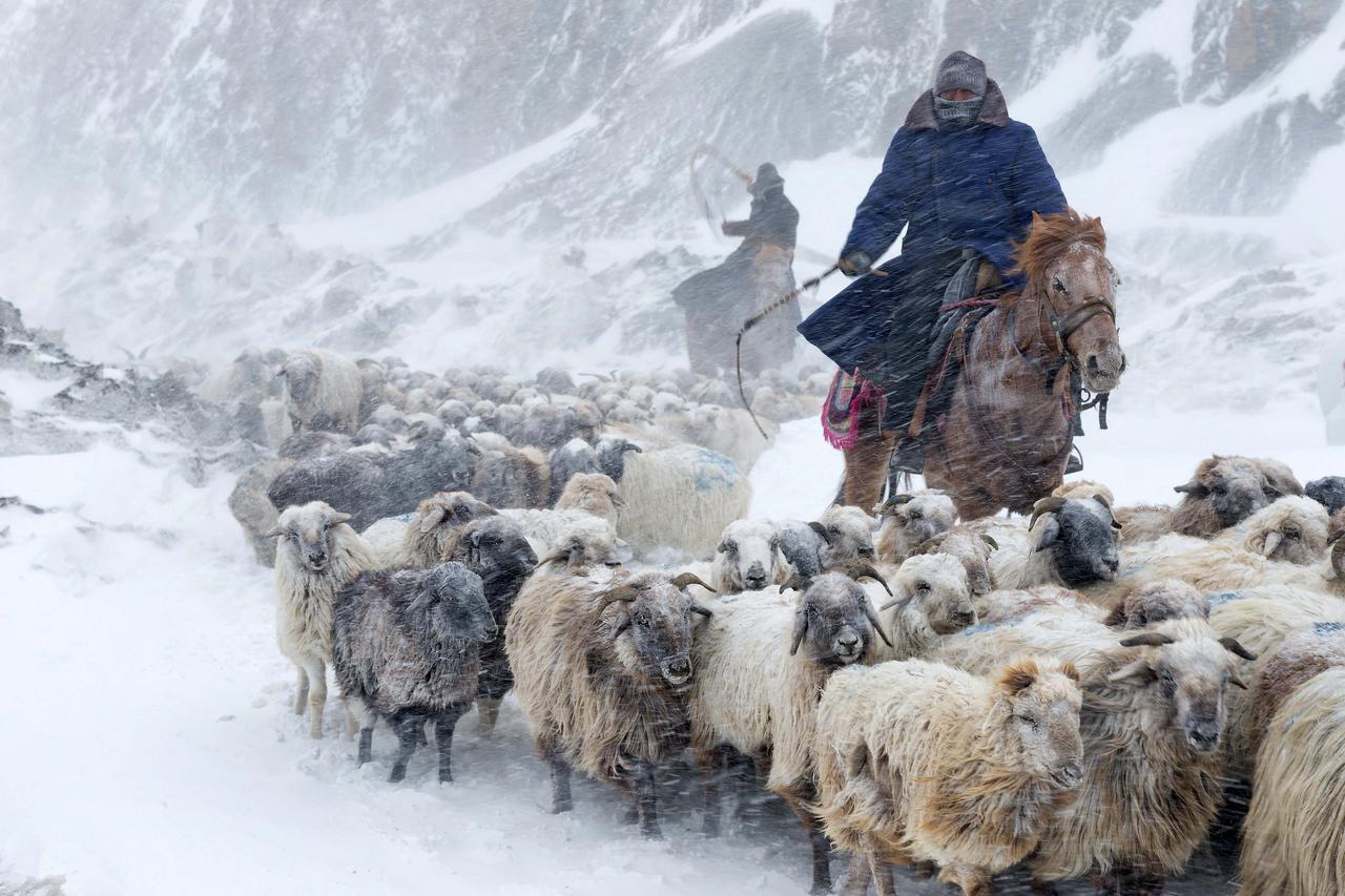 ovce, Kina