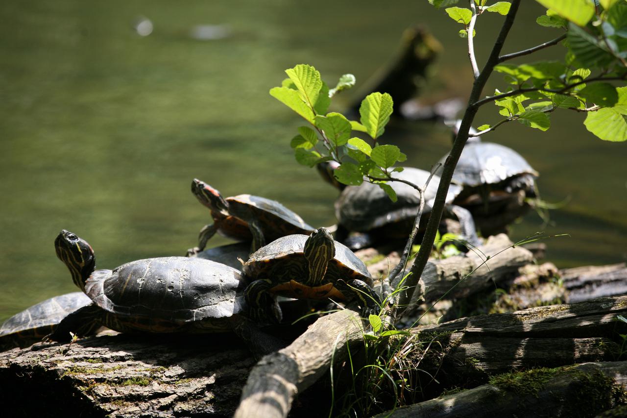 Zagreb: Crvenouhe kornjače sunčaju se na površini jezera