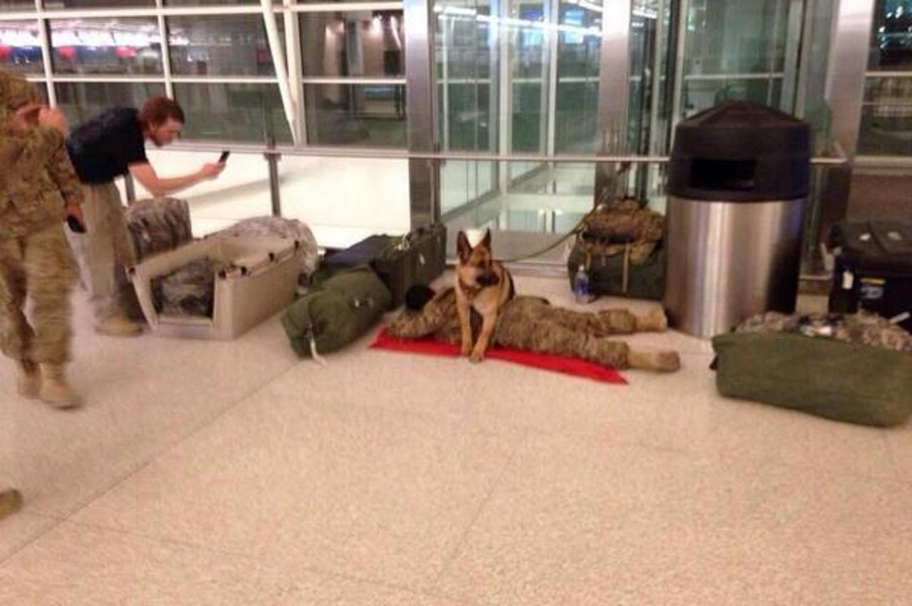 Vojni pas čuva vojnika dok spava