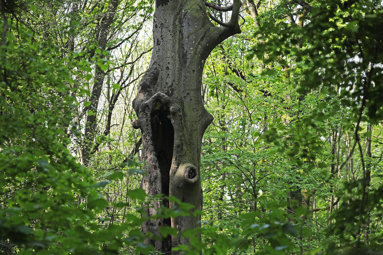 stablo drvo