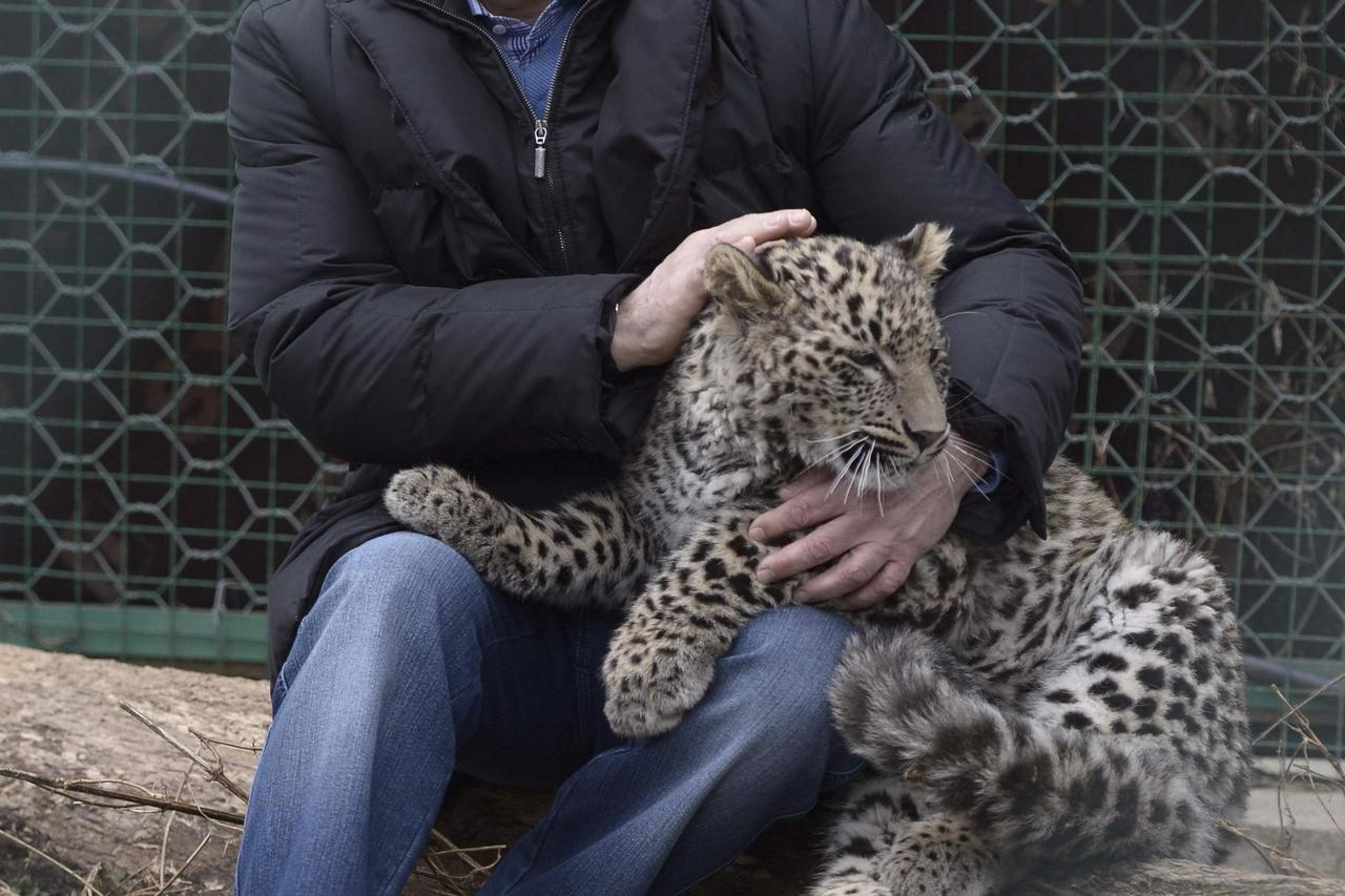 Putin leopard