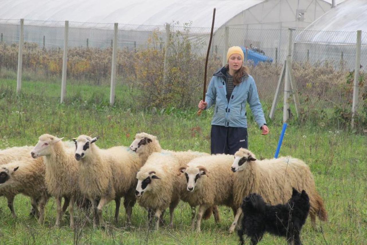 Hrvatski ovčari