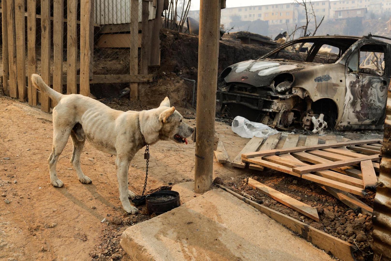 A dog stands near the remains of burnt houses following the spread of wildfires in Vina del Mar, Chile February 3, 2024. REUTERS/Sofia Yanjari Photo: SOFIA YANJARI/REUTERS