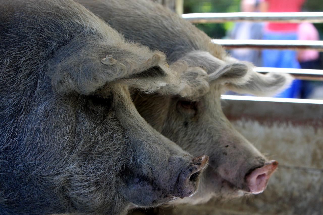 Turopolje: Zbog sumnje na brucelozu eutanazirane turopoljske svinje