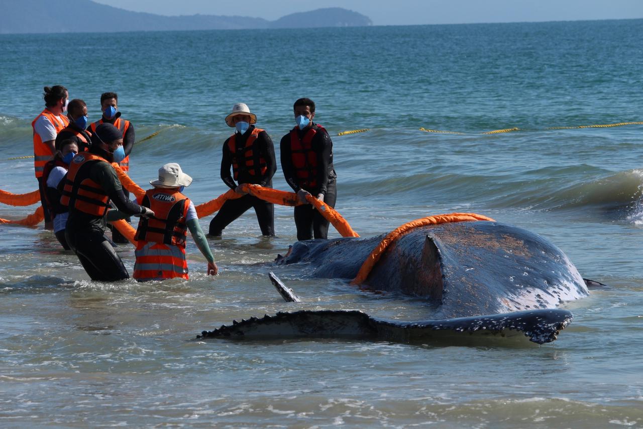 A whale stranded on the beach is rescued in Florianopolis, Santa Catarina