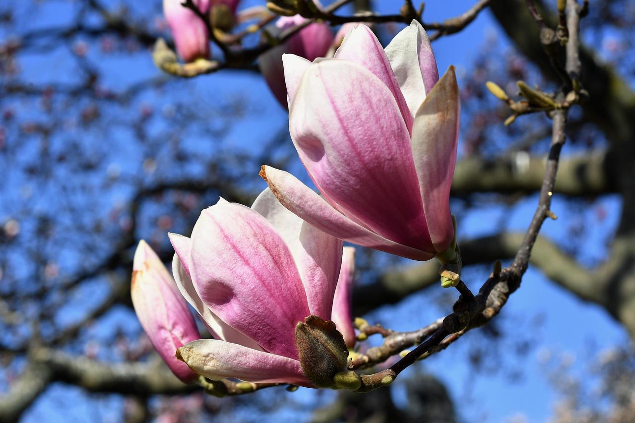 Zagreb: Procvjetale magnolije na Trgu kralja Tomislava