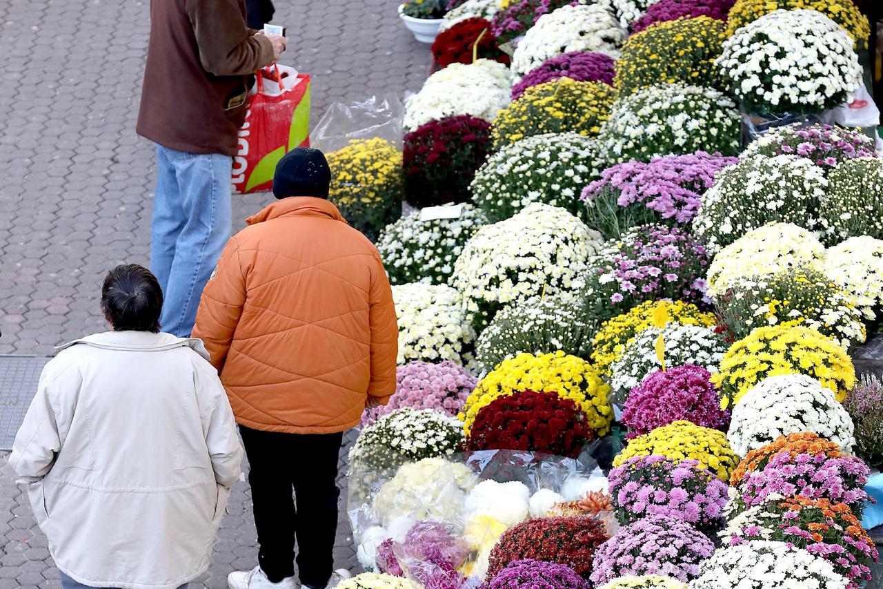 Zagreb: Ponuda cvijeća na Splavnici posvećena je predstojećem blagdanu Svih svetih