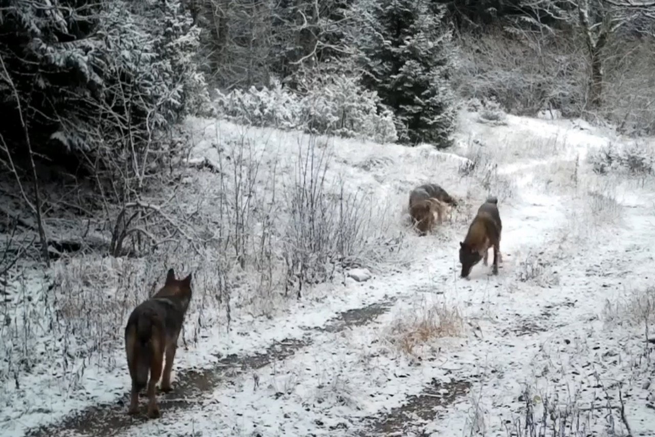 vukovi na Plitvicama