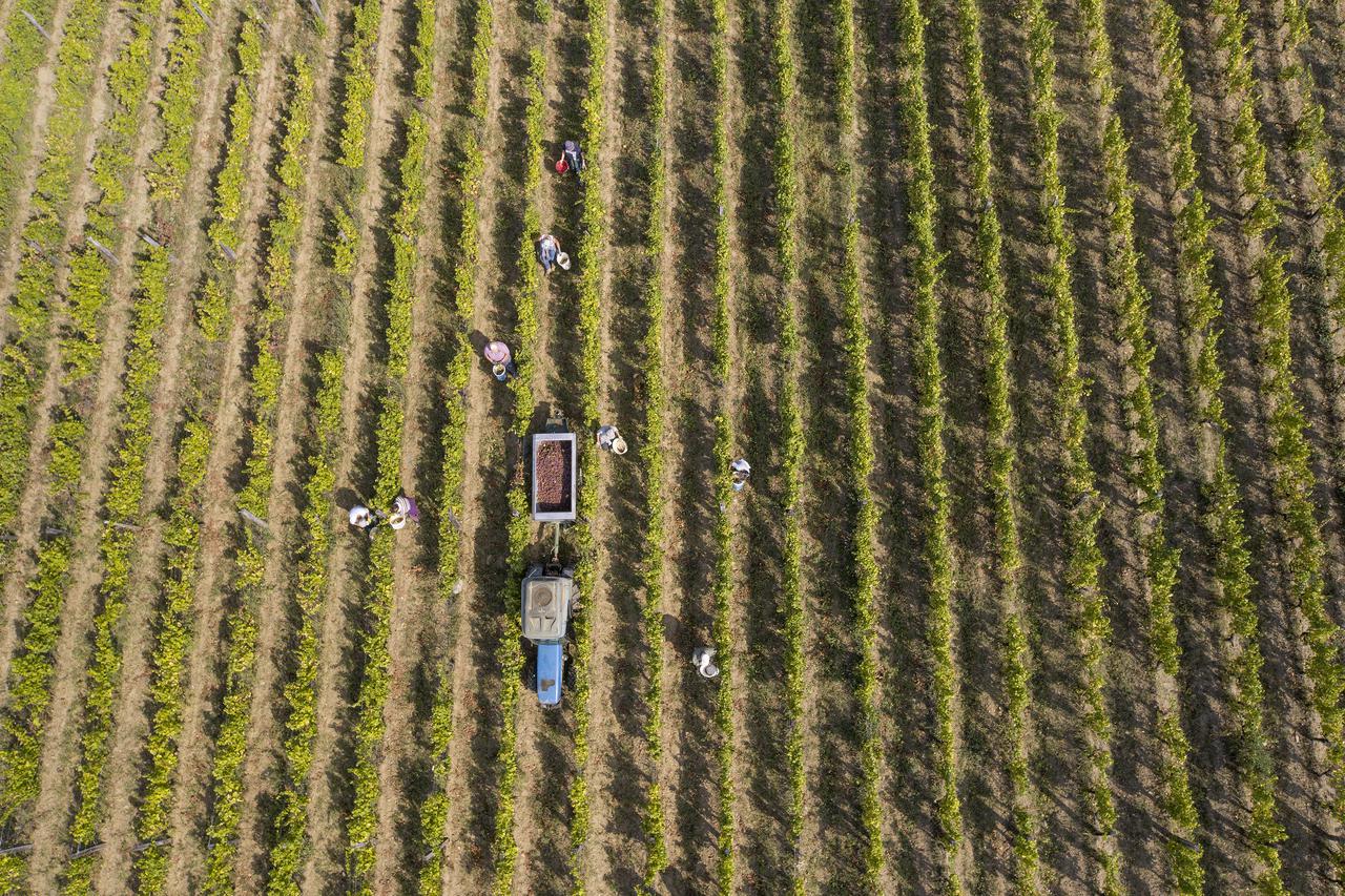 Pogled iz zraka na vinograde Ivana Enjingija