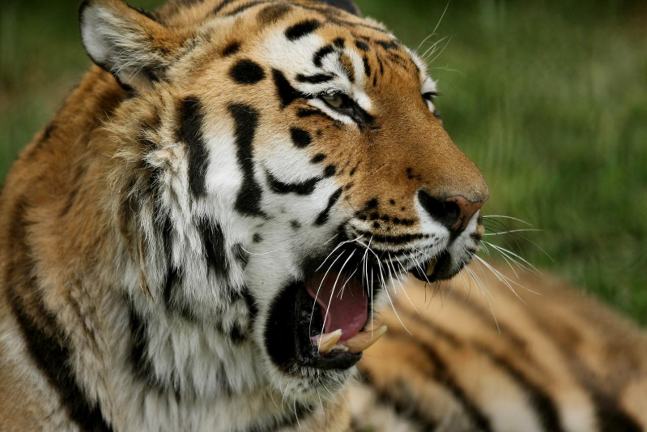 '09.05.2011,Osijek,Iako oblacno i hladno vrijeme zivotinje u osjeckom zoo vrtu odmaraju na otvorenom,tigar Photo: Davor Javorovic/PIXSELL'